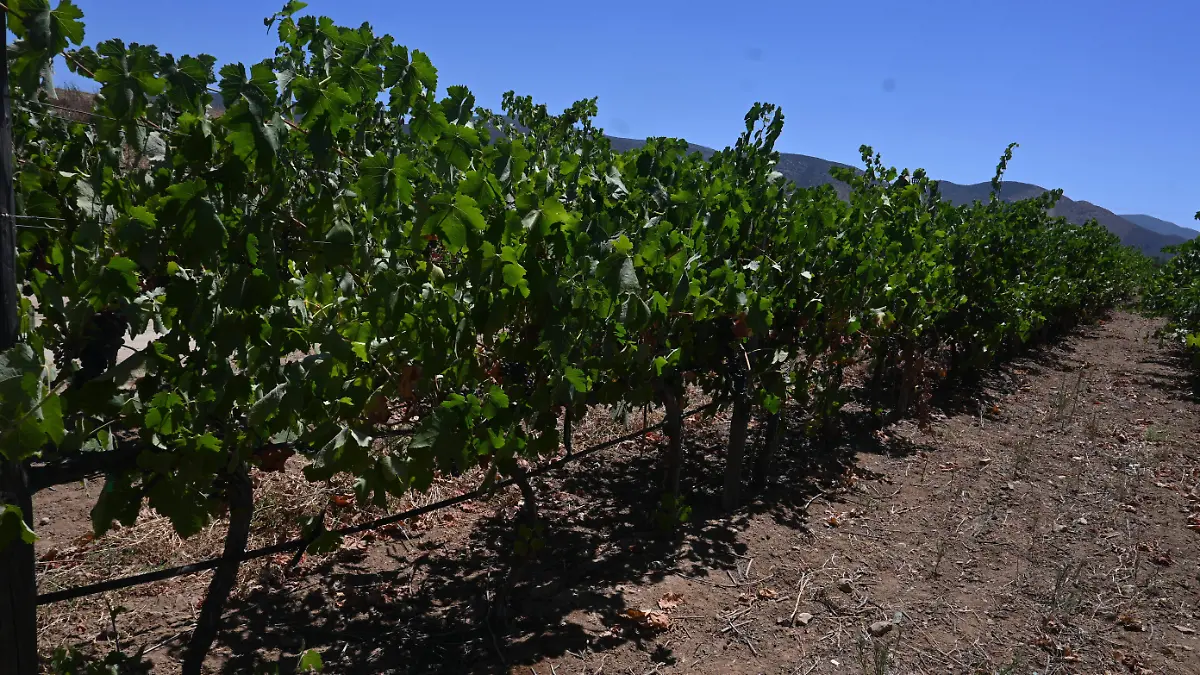 valle de guadalupe- ruta del vino (69)