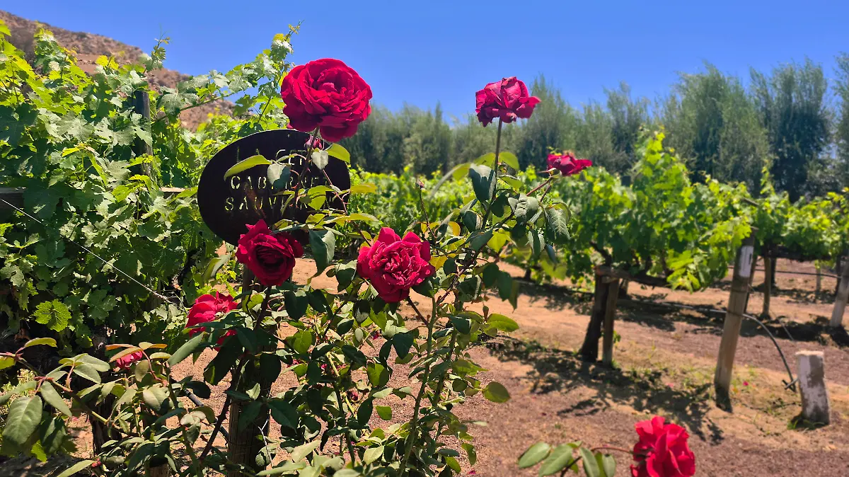 Valle-De-Guadalupe-LA-Cetto