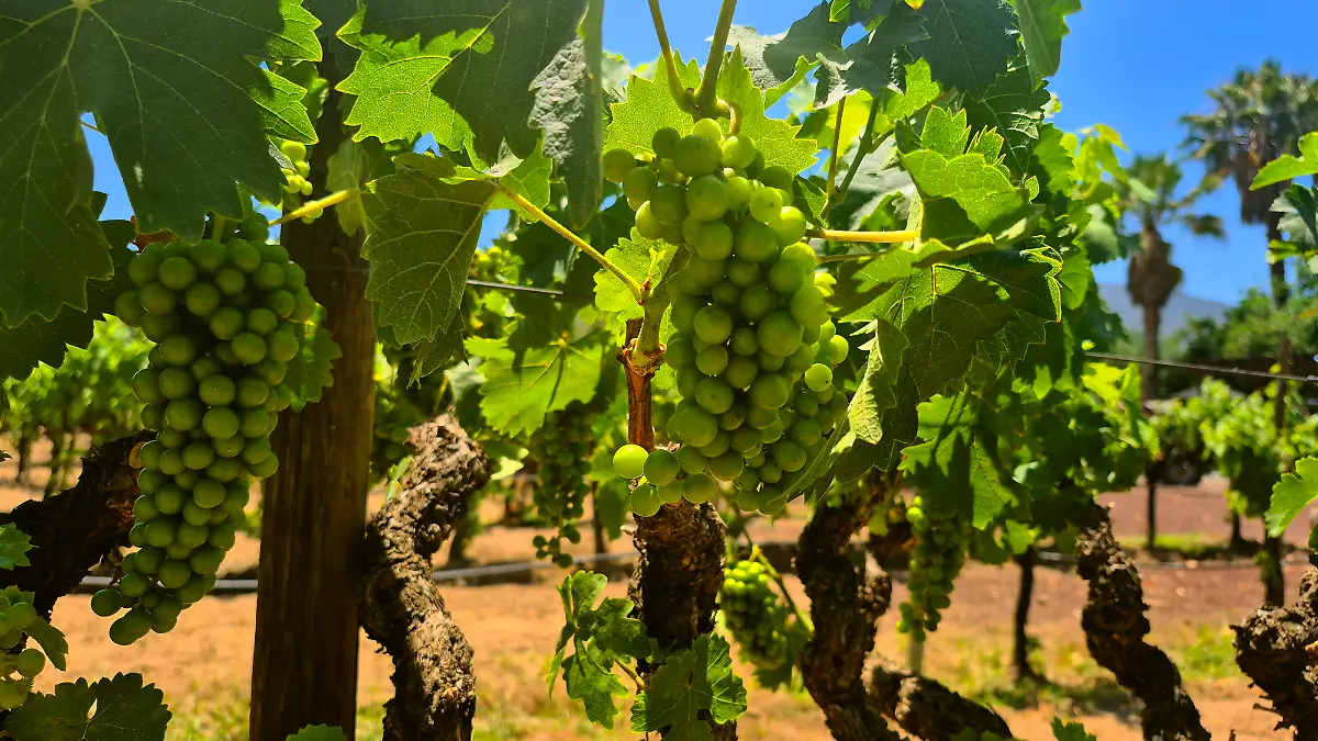 Valle-De-Guadalupe-LA-Cetto