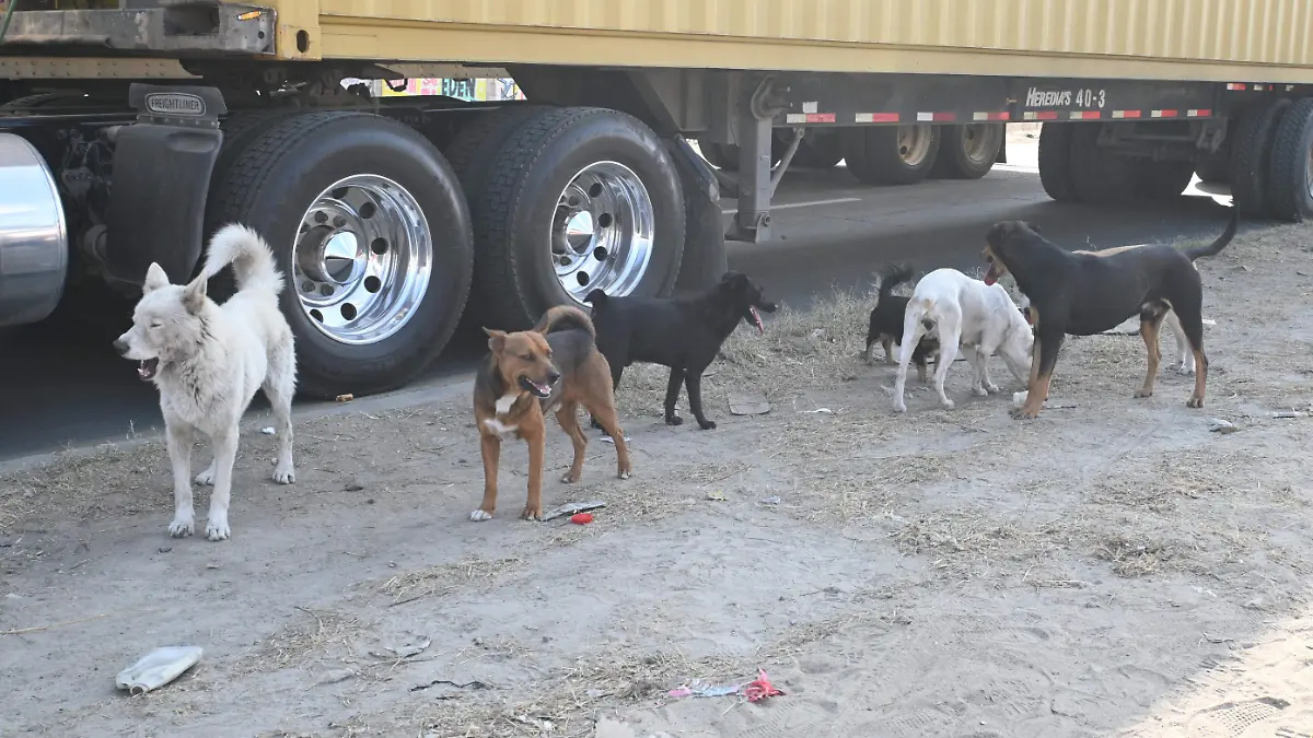 61-cl. perros -(3)