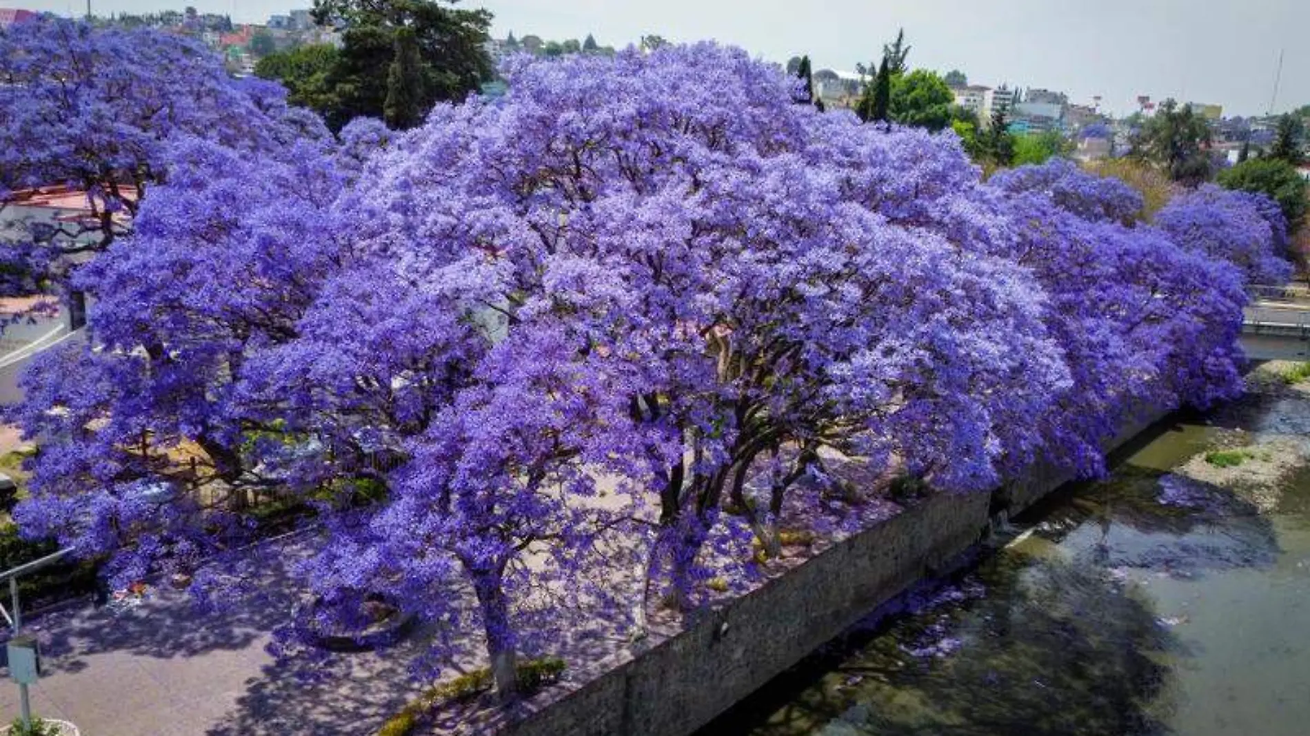 Jacarandas