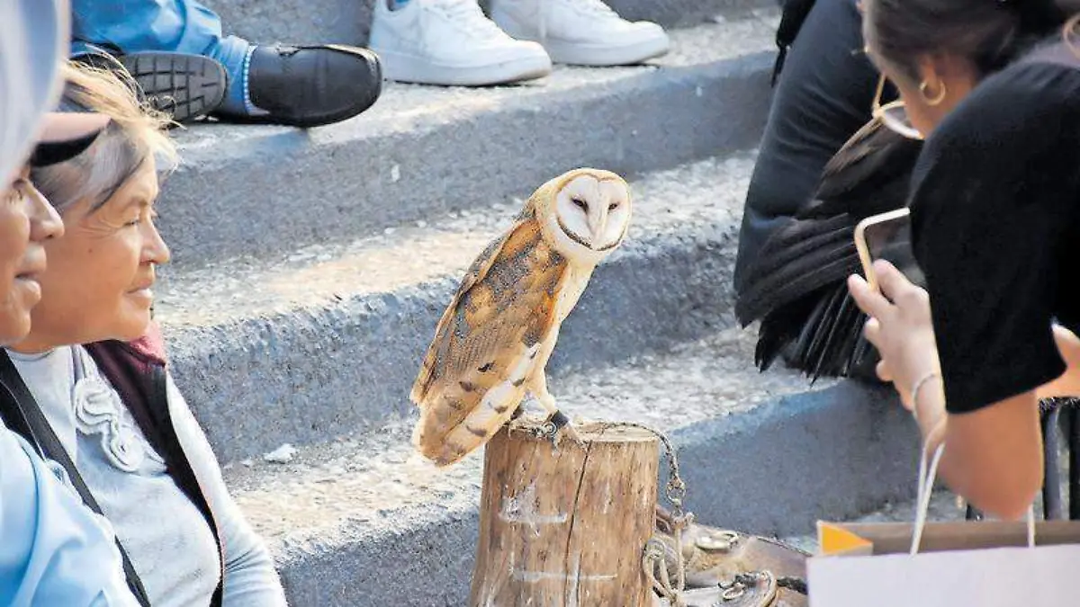 Los majestuosos ejemplares se exhibieron en la Plaza del Huehue