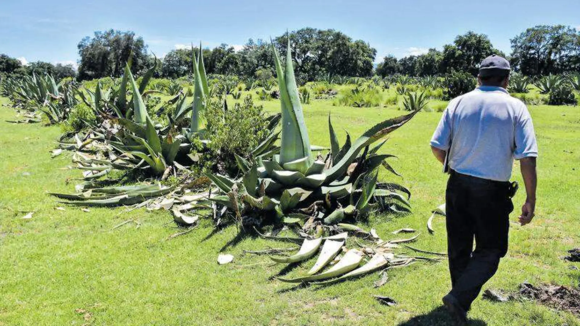 Magueyes