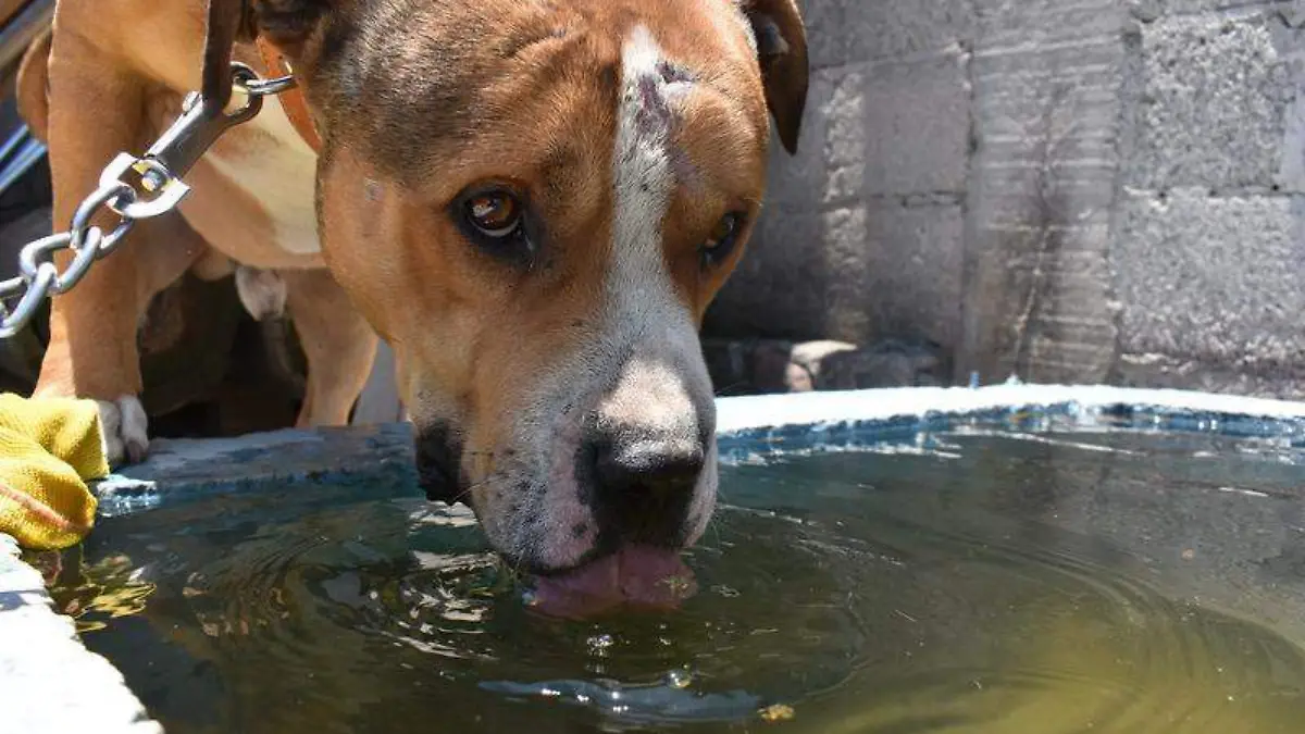 Perro (4)