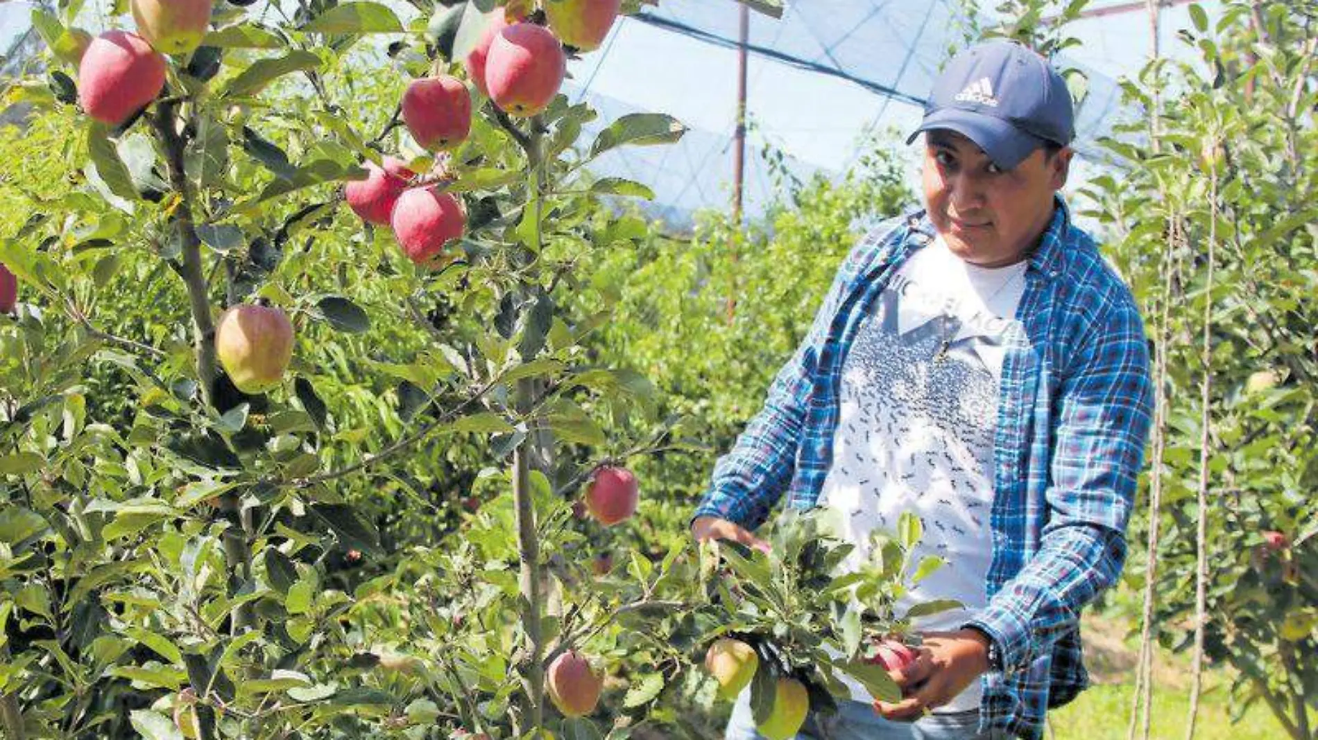 manzana