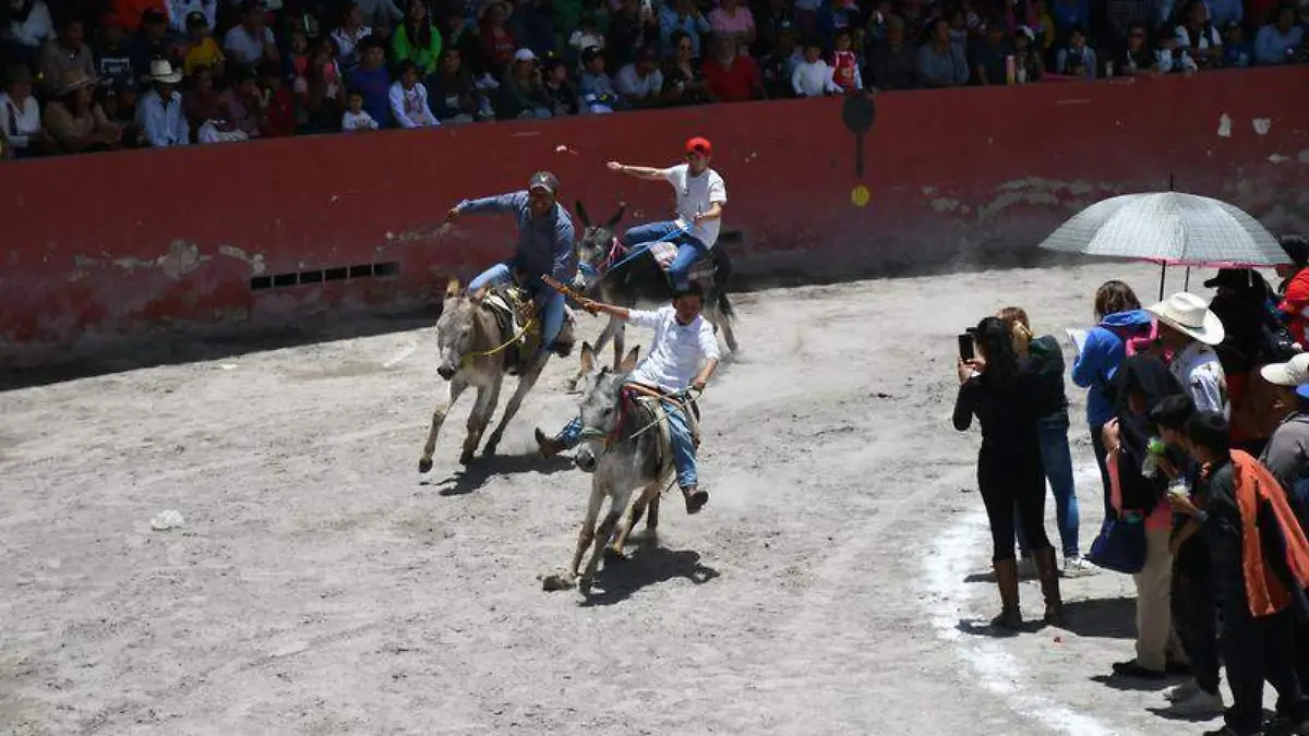 carrera de burros (2)