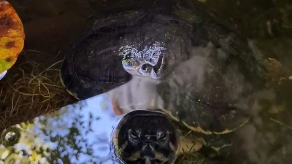 Tortuga japonesa, la mascota de la infancia que se volvió plaga