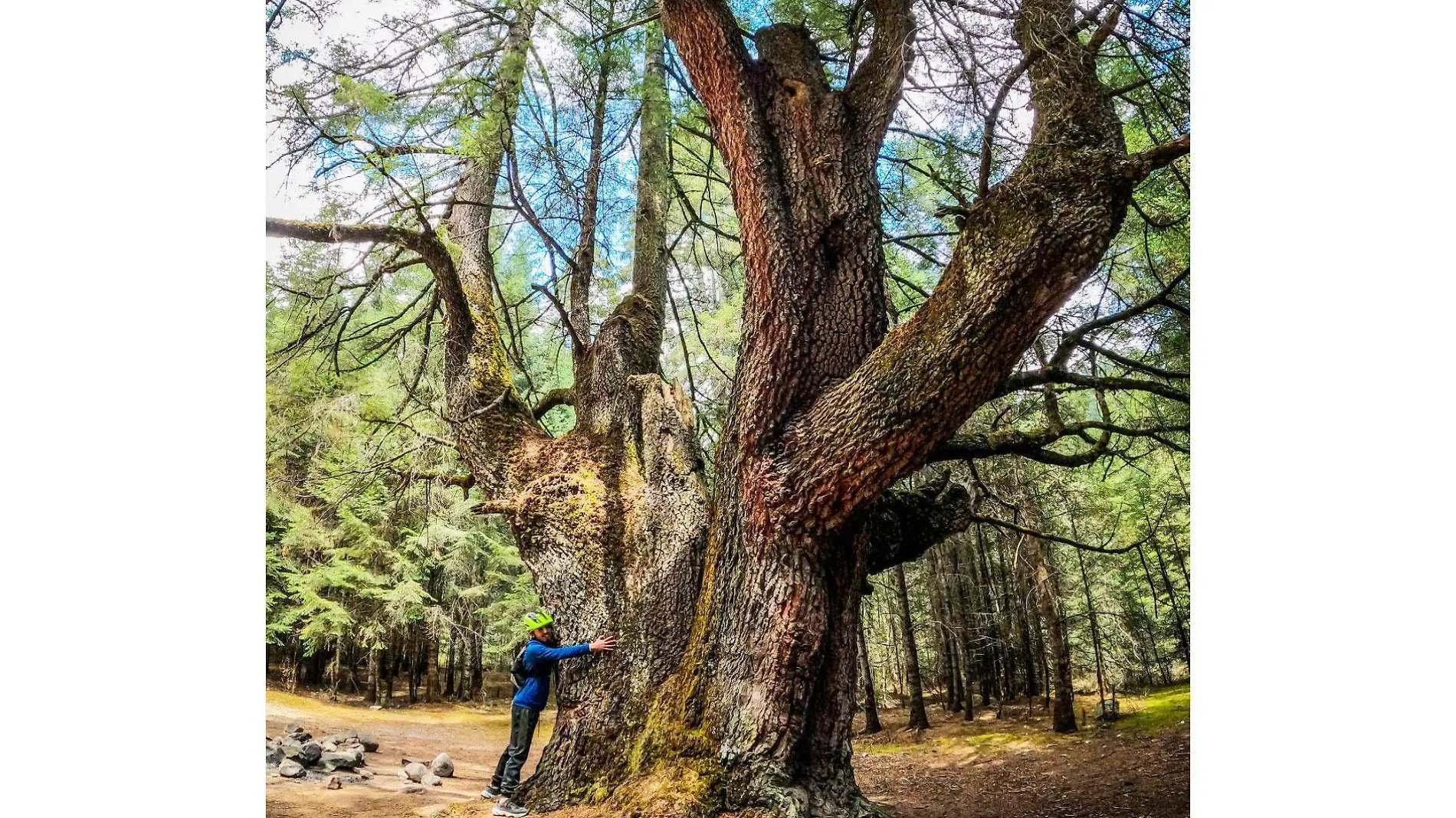 importancia-del-árbol-(2)