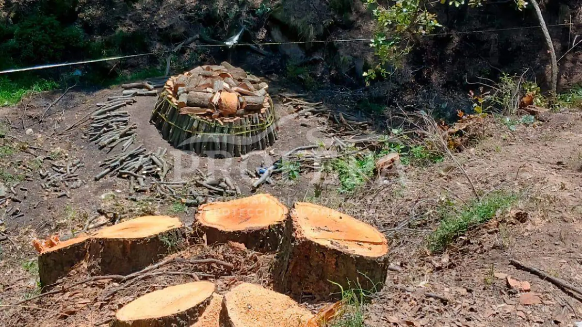 troncos de arbol (1)