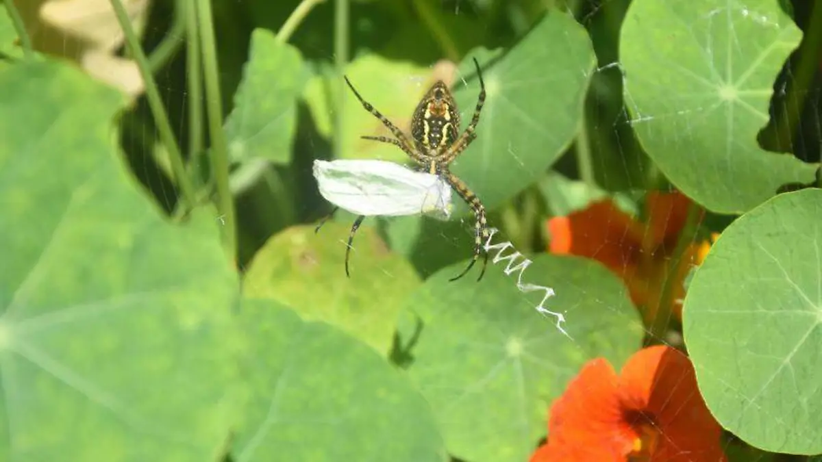 Mastuerzo o Llagas de Cristo, planta que sirve de alimento en las etapas de crecimiento de las mariposasTOMÁS BAÑOS