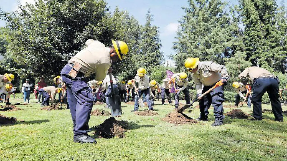 A la campaña juvenil de reforestación se sumaron organismos estatales y población interesada