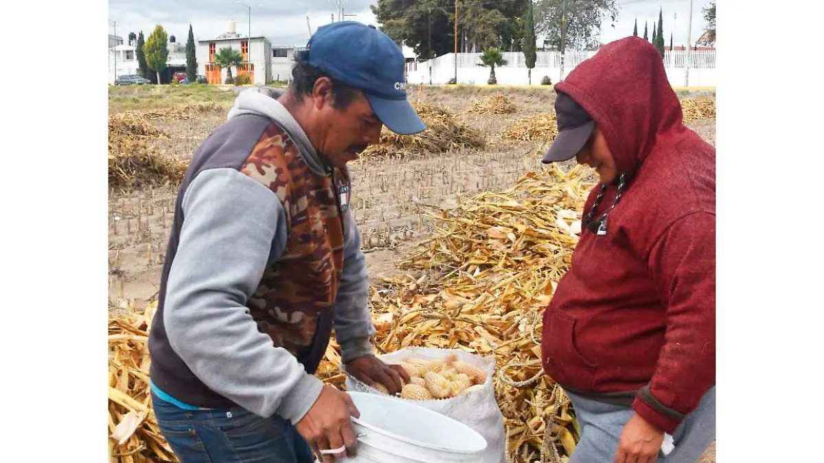 Cabañuelas,-maíz