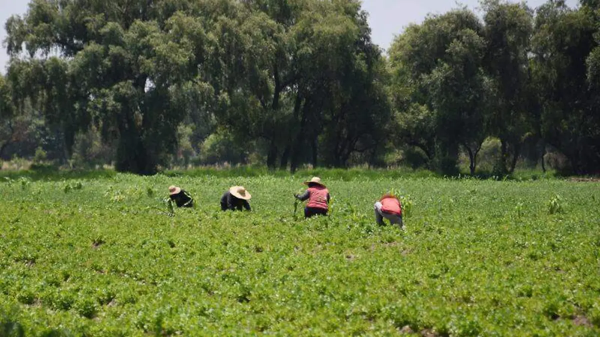 jornaleros