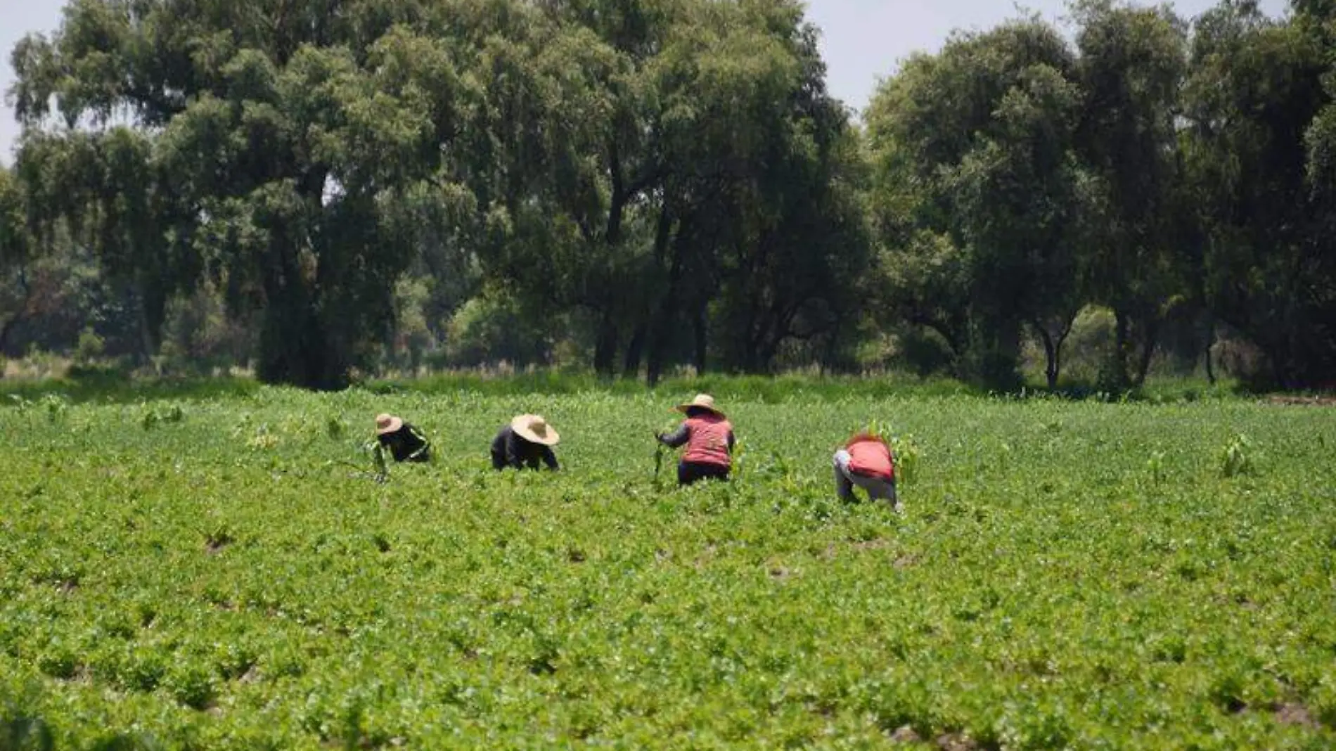 jornaleros