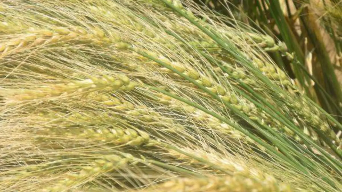 Sergio Rivera, produce trigo desde 30 años en Muñoz de Domingo ArenasTOMÁS BAÑOS (1)