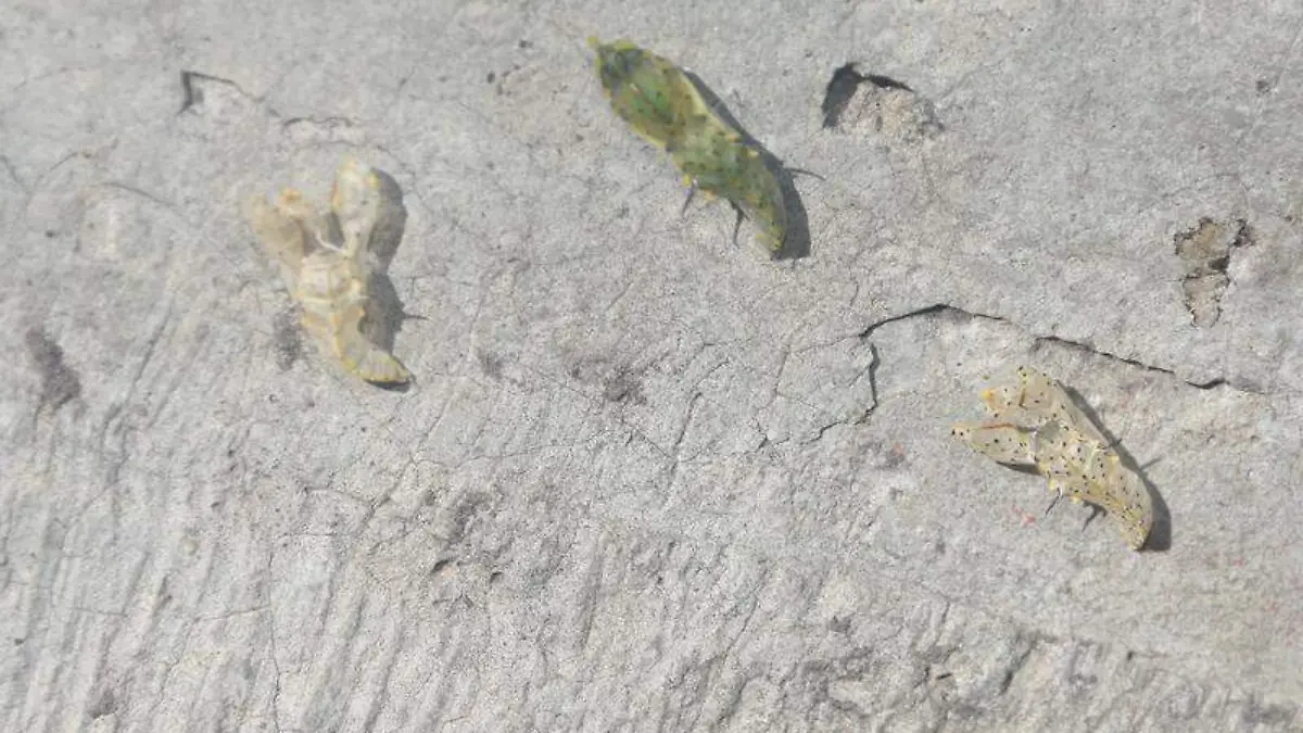 Crisálida la etapa de las mariposas antes de emerger de la cácascarTOMÁS BAÑOS