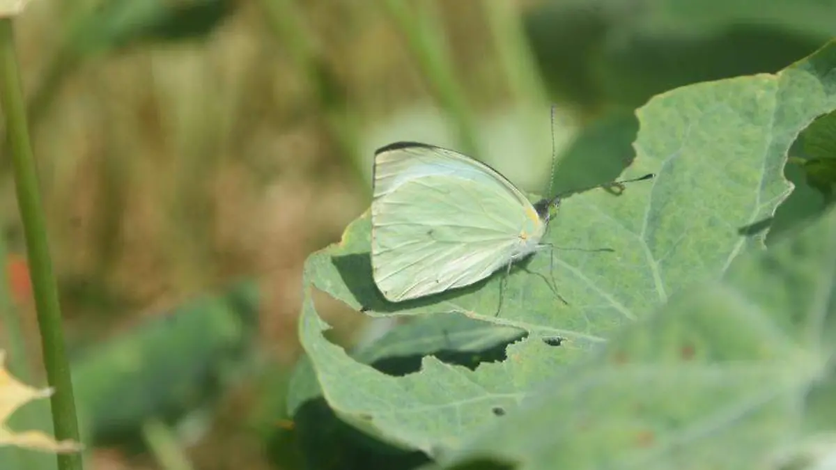 De ojos verde brillante las mariposas blancas que se reproducen en TlaxcalaTOMÁS BAÑOS