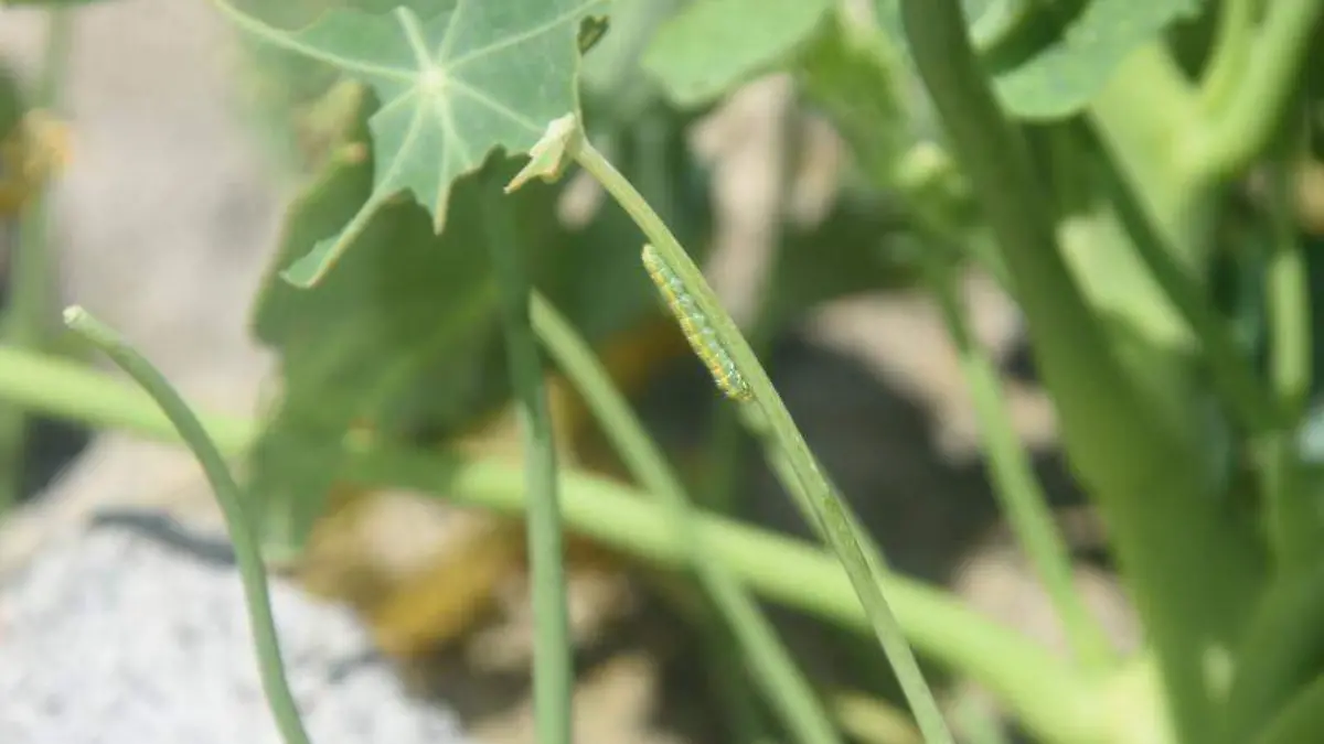 Larvas de una mariposa blanca en TotolacTOMÁS BAÑOS
