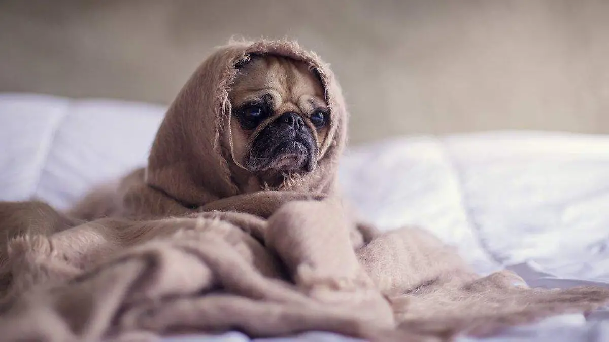 pug-frio