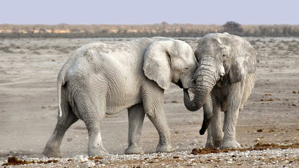 elephants-g0955eecd1_1920