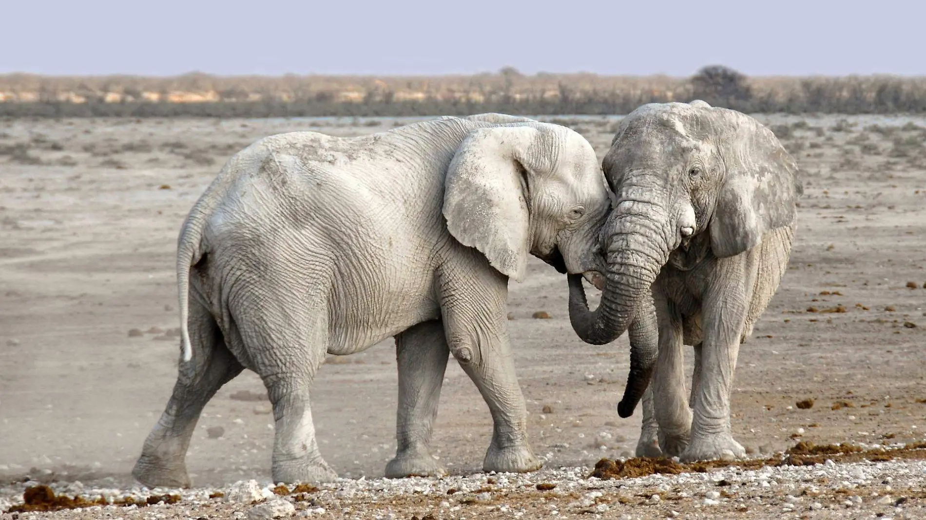 elephants-g0955eecd1_1920