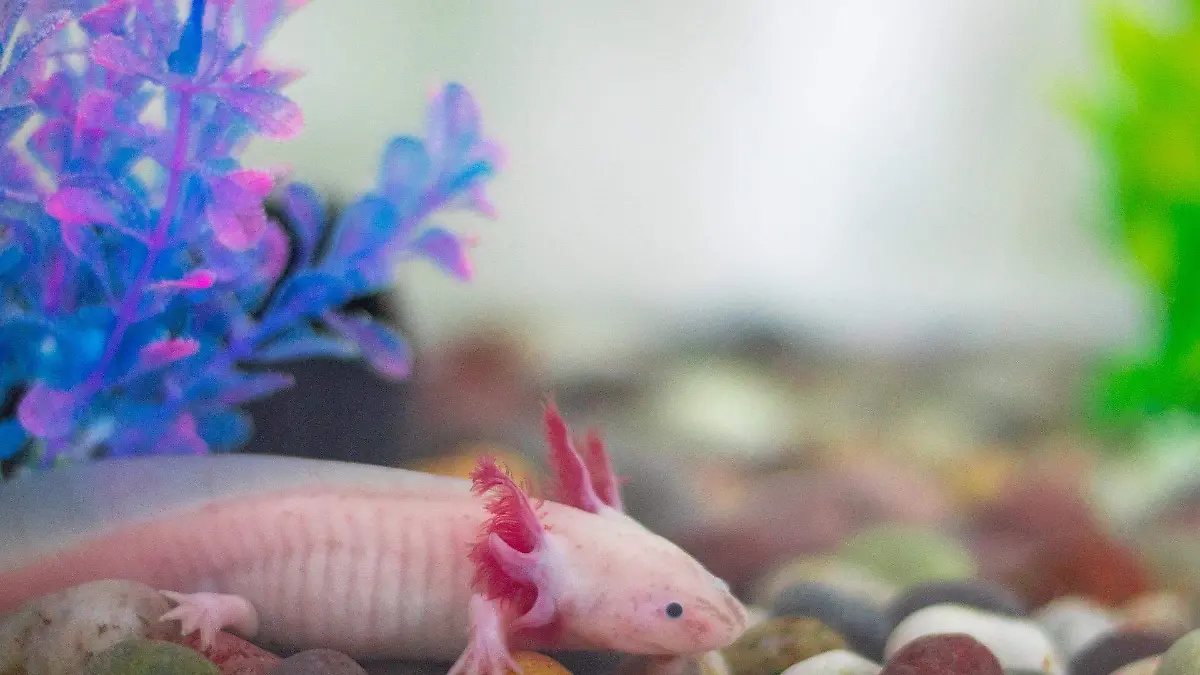 datos sobre el monstruo más tierno: el ajolote 2