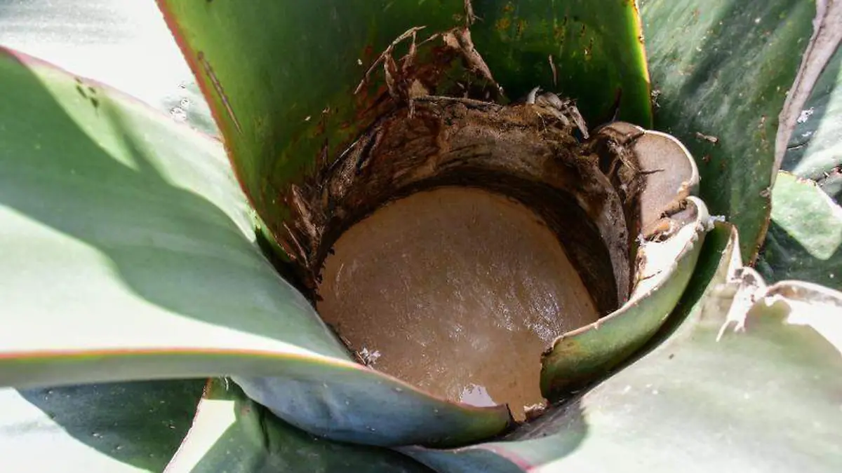MAguey (2)