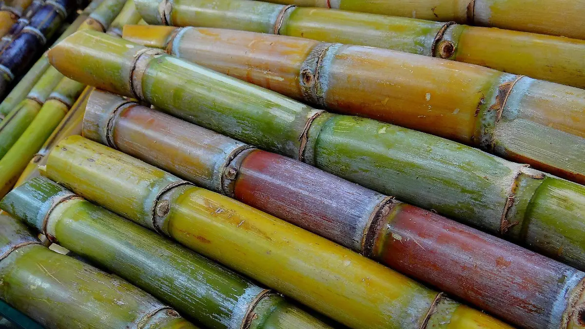 sugar-cane-g94921ab06_1920