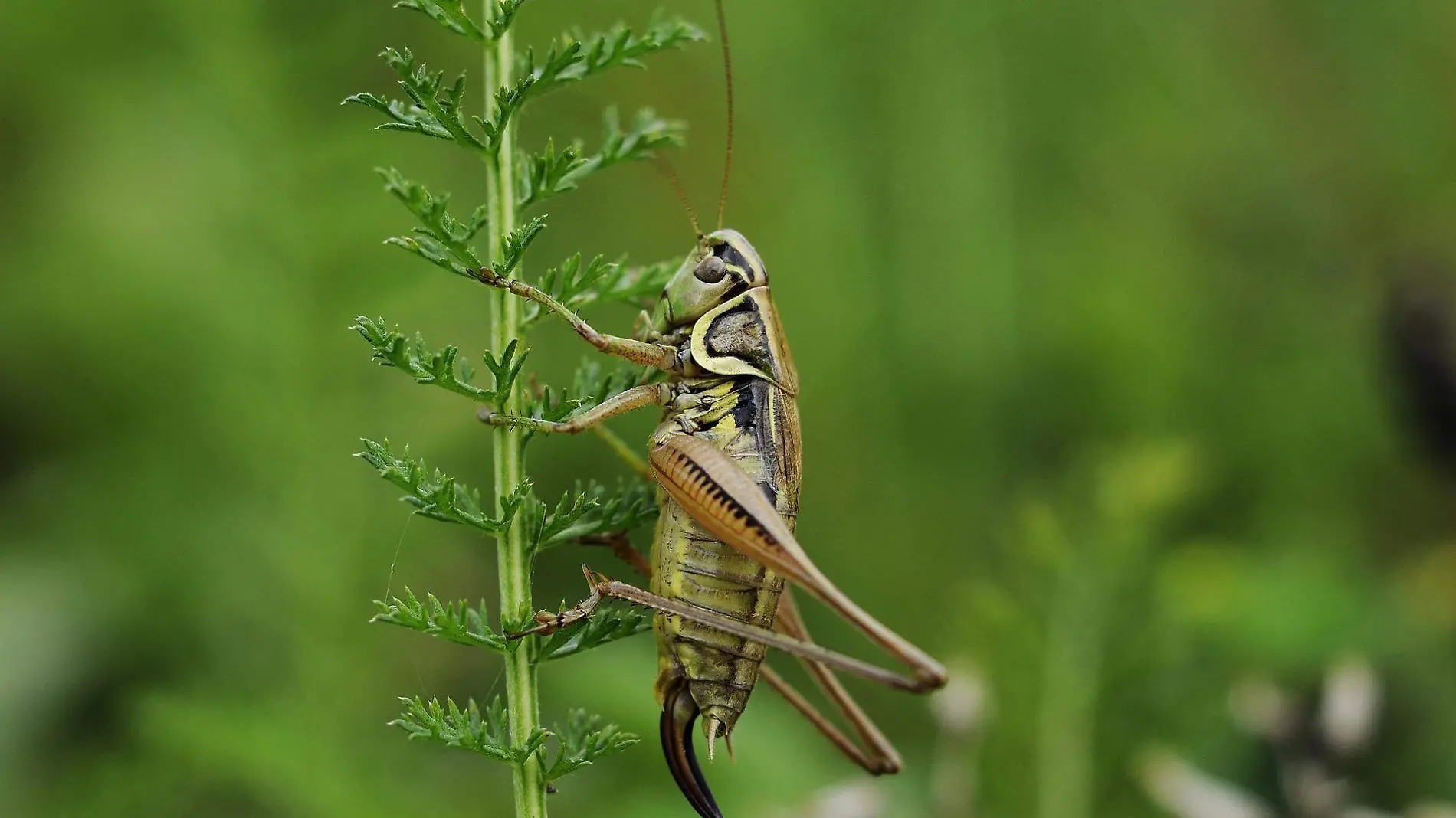 cricket-g87dd9413a_1920