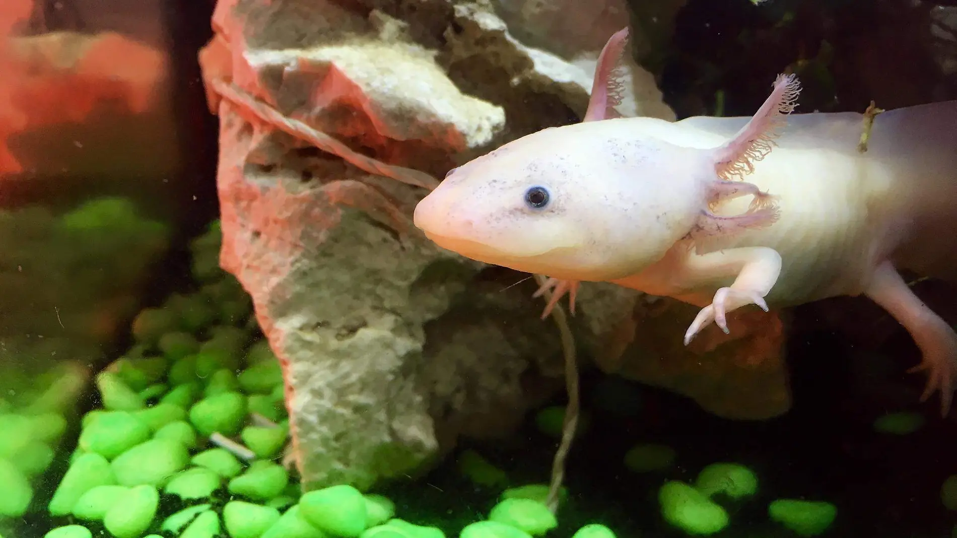 axolotl-g6182da0ce_1920