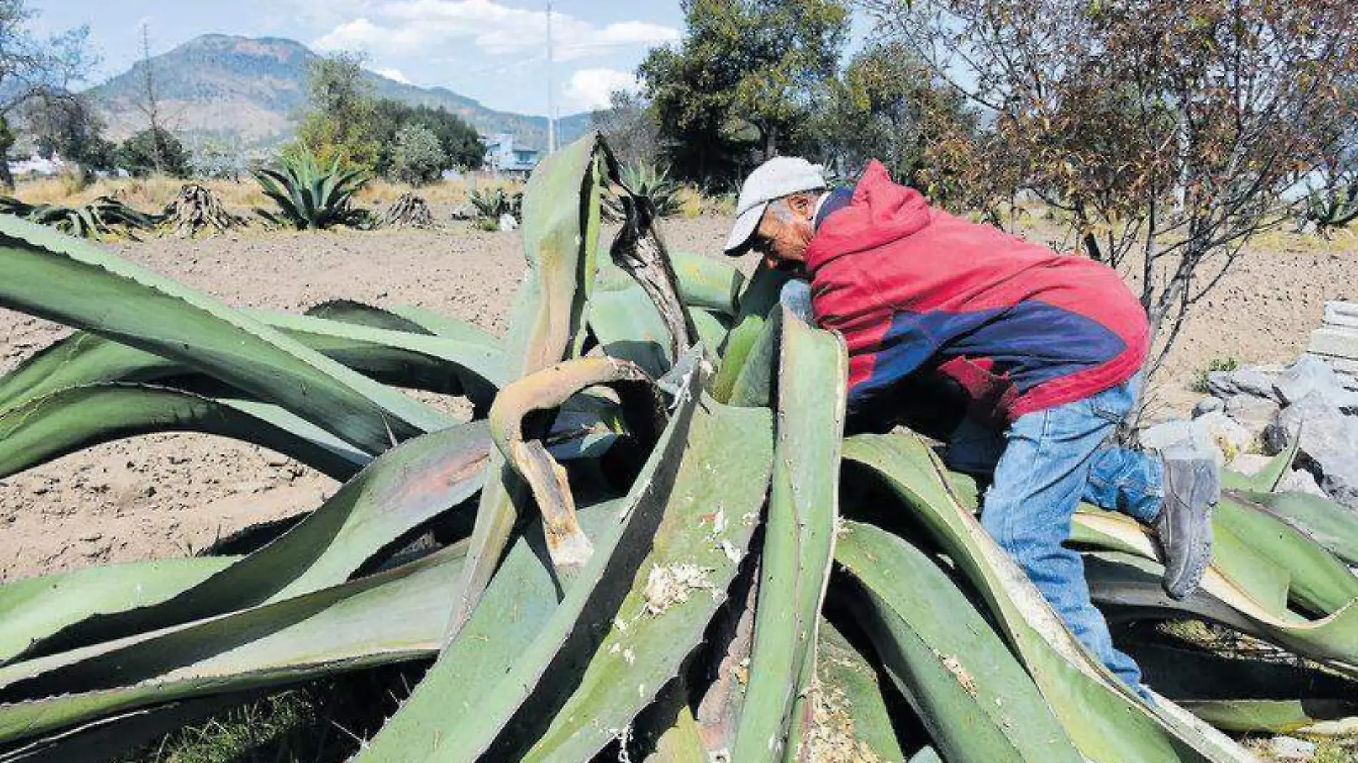 MAguey