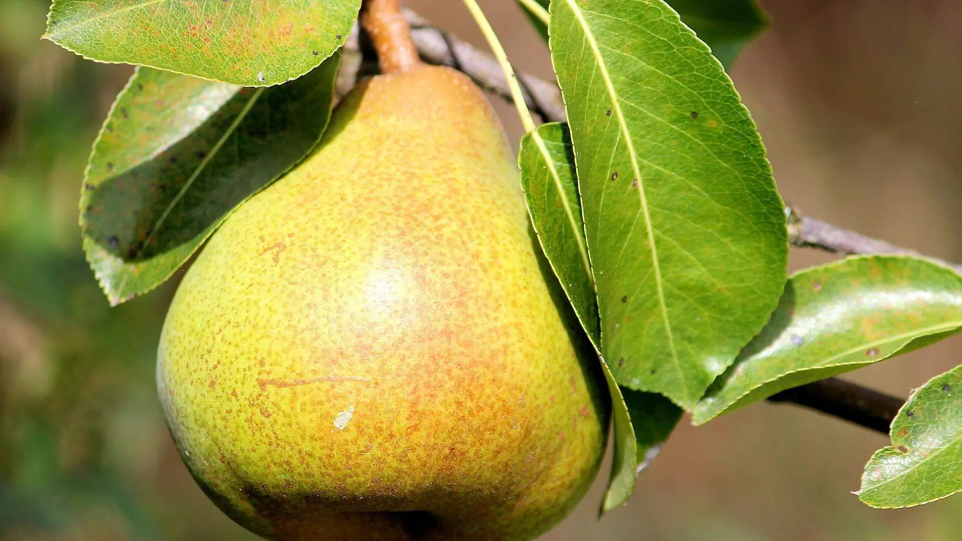 pear-gbce921dde_1920