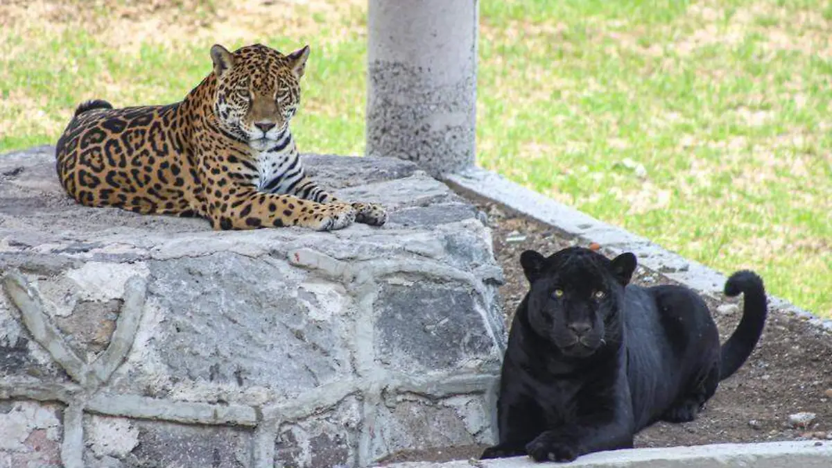 Zoológico (8)