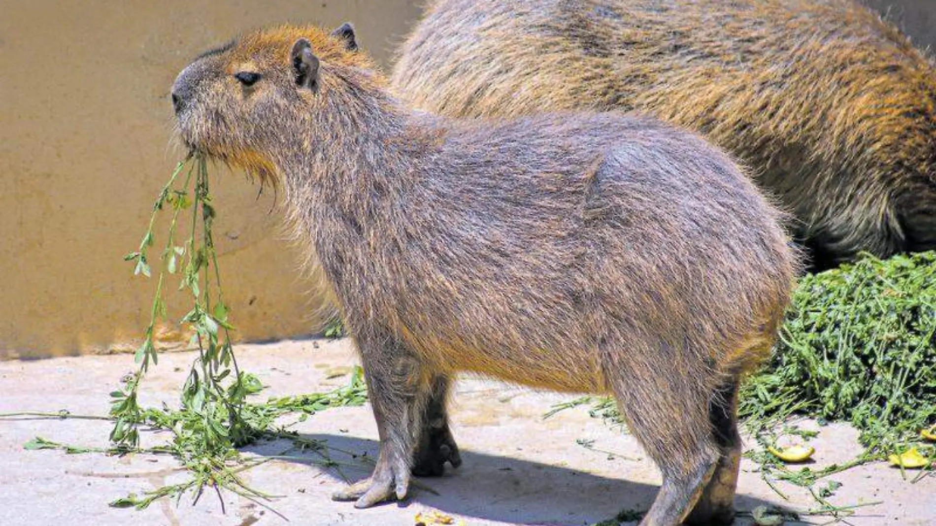 Capibara