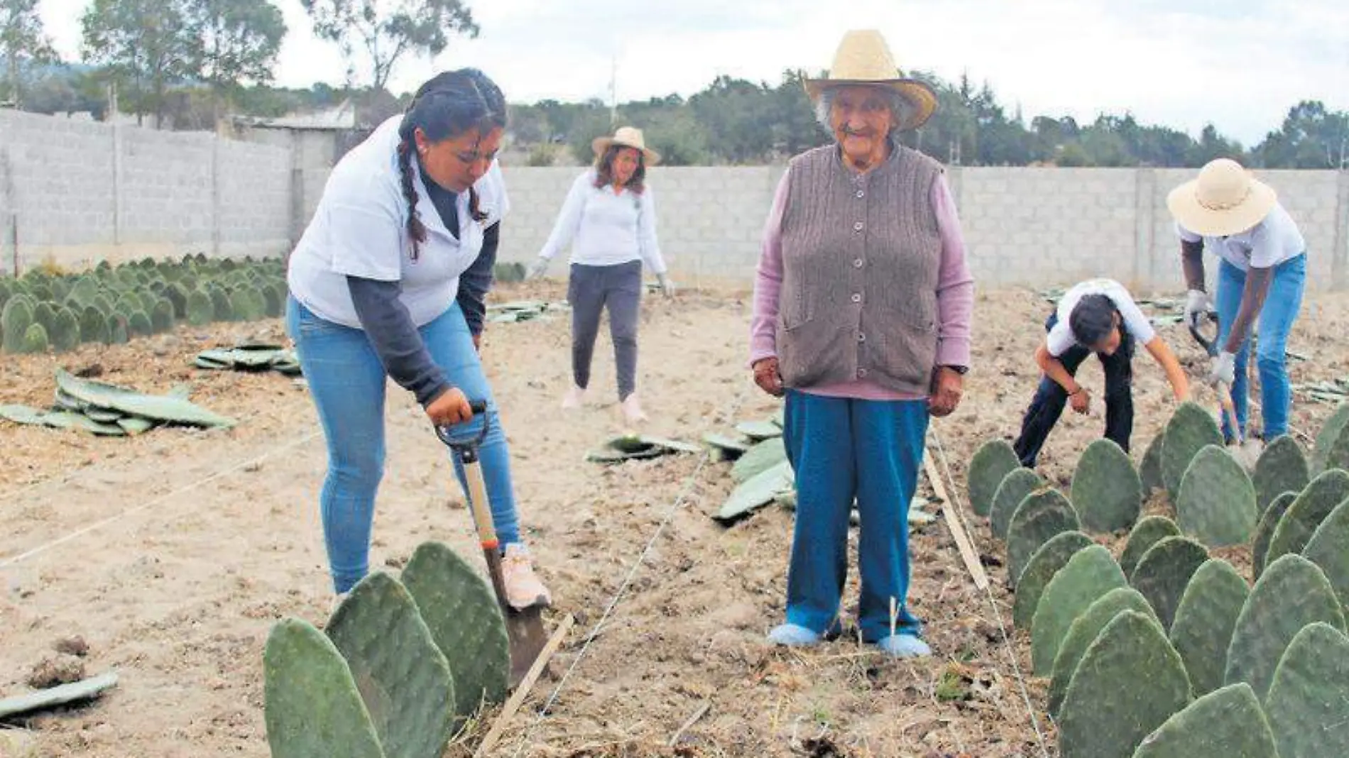 Nopal