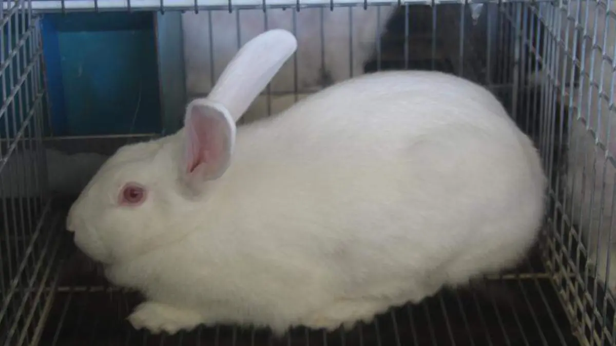 Conejo (3)