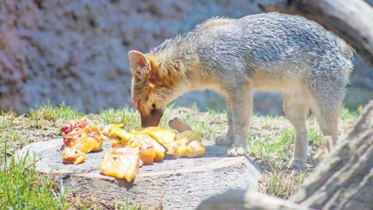 Zoológico (2)
