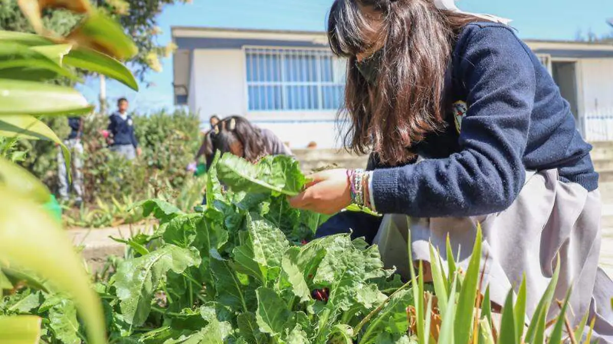 Huerto escolar (6)