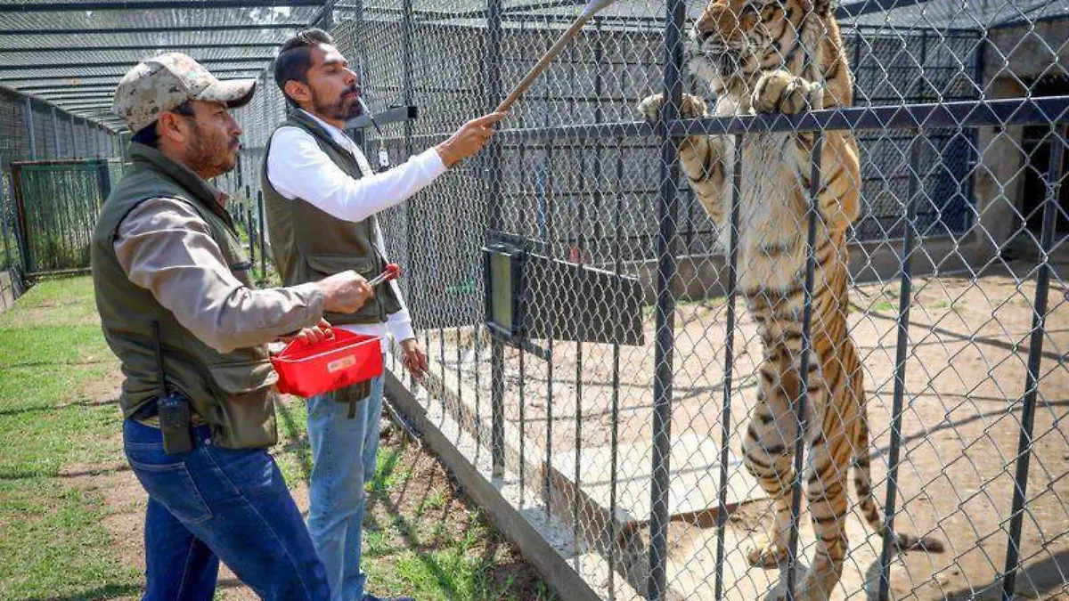 Zoológico (7)