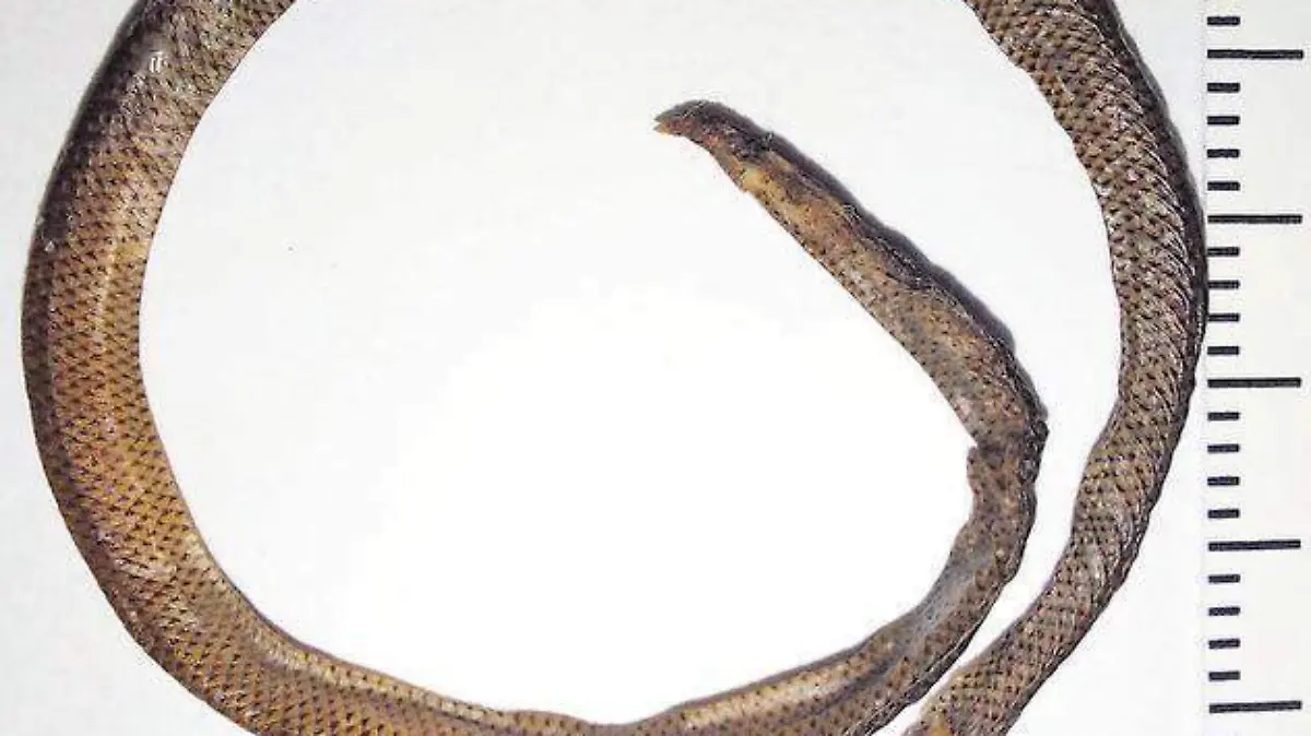 Serpiente afroasíatica (2)