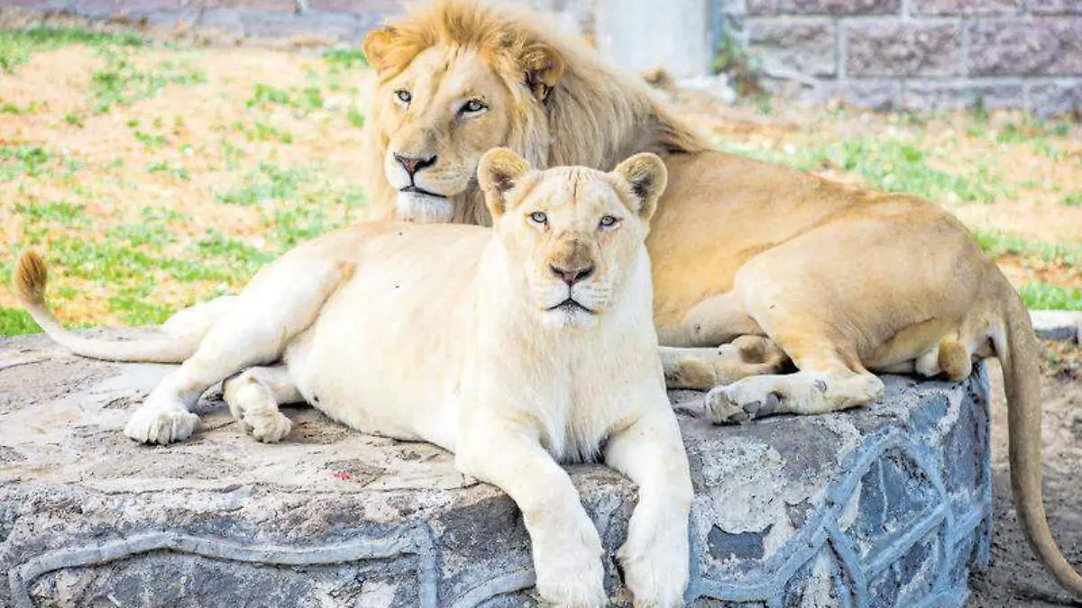 Zoológico (4)