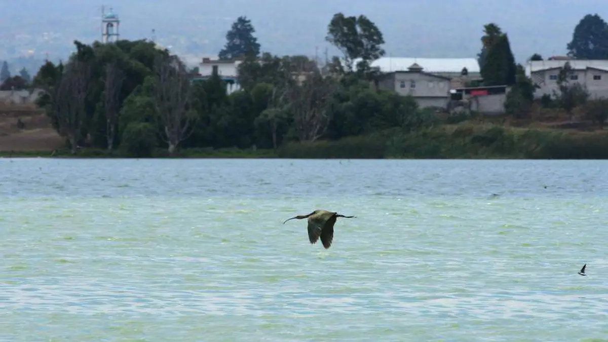 La laguna de Acuitlapilco aves