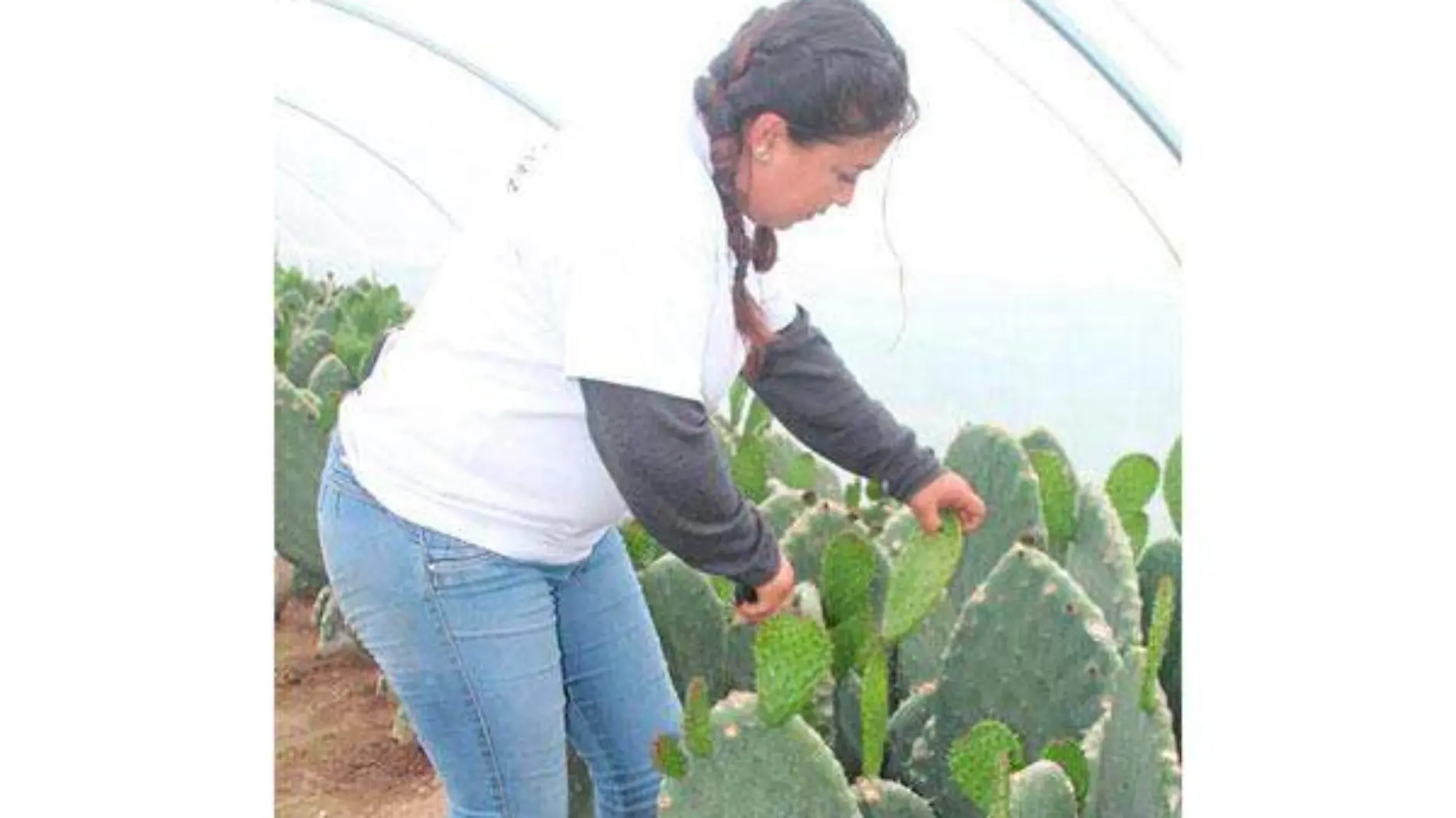 Nopal-(7)