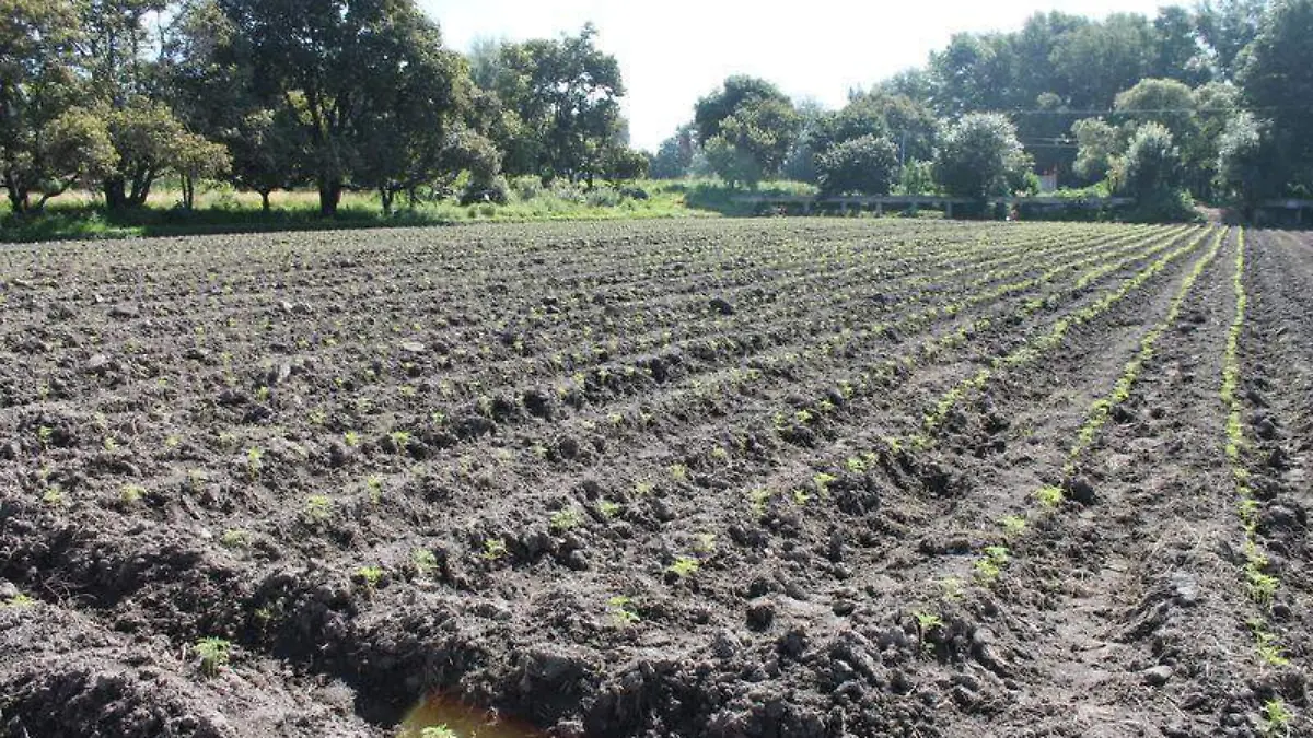 ley agro