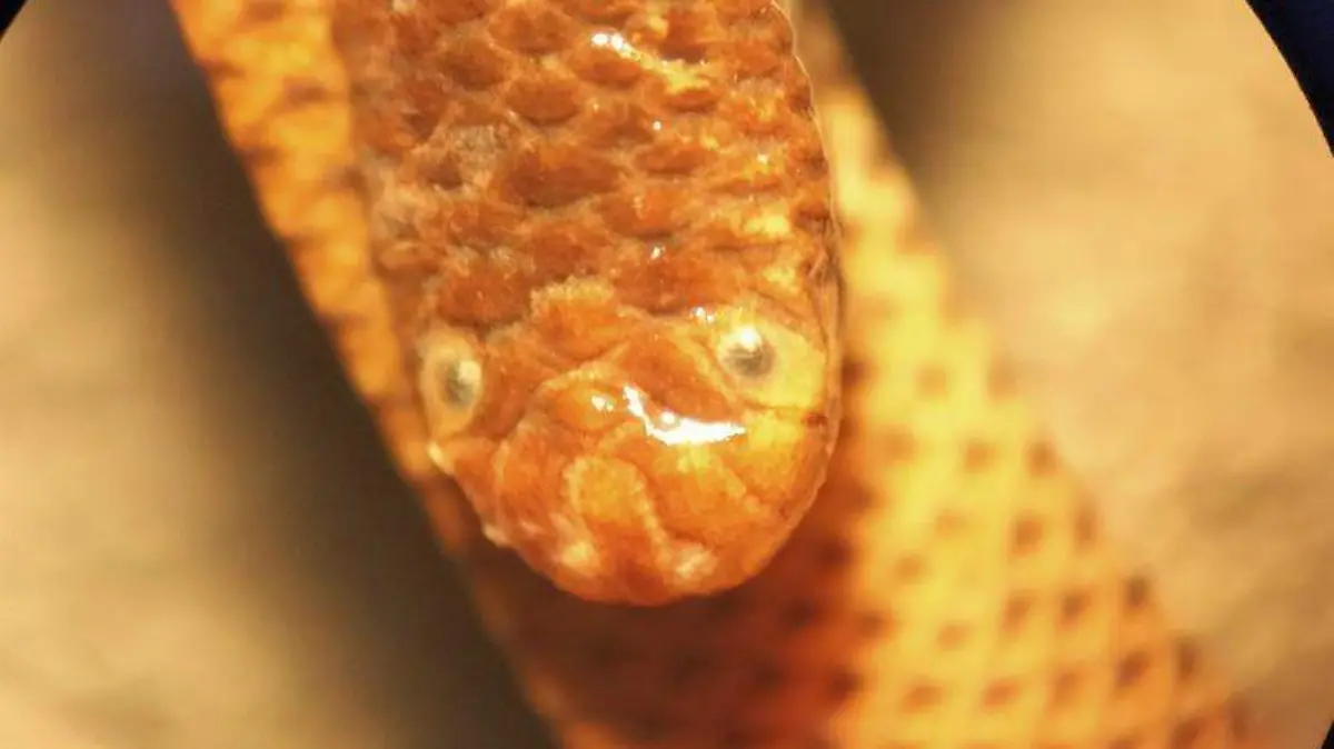 Serpiente afroasíatica (5)