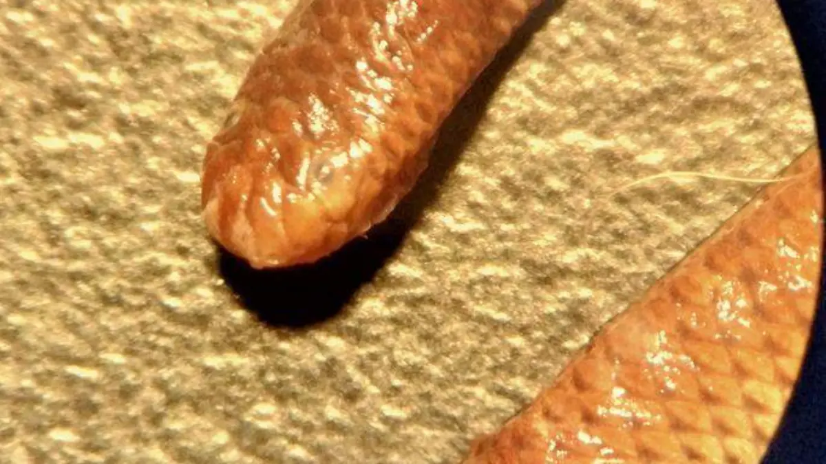 Serpiente afroasíatica (4)