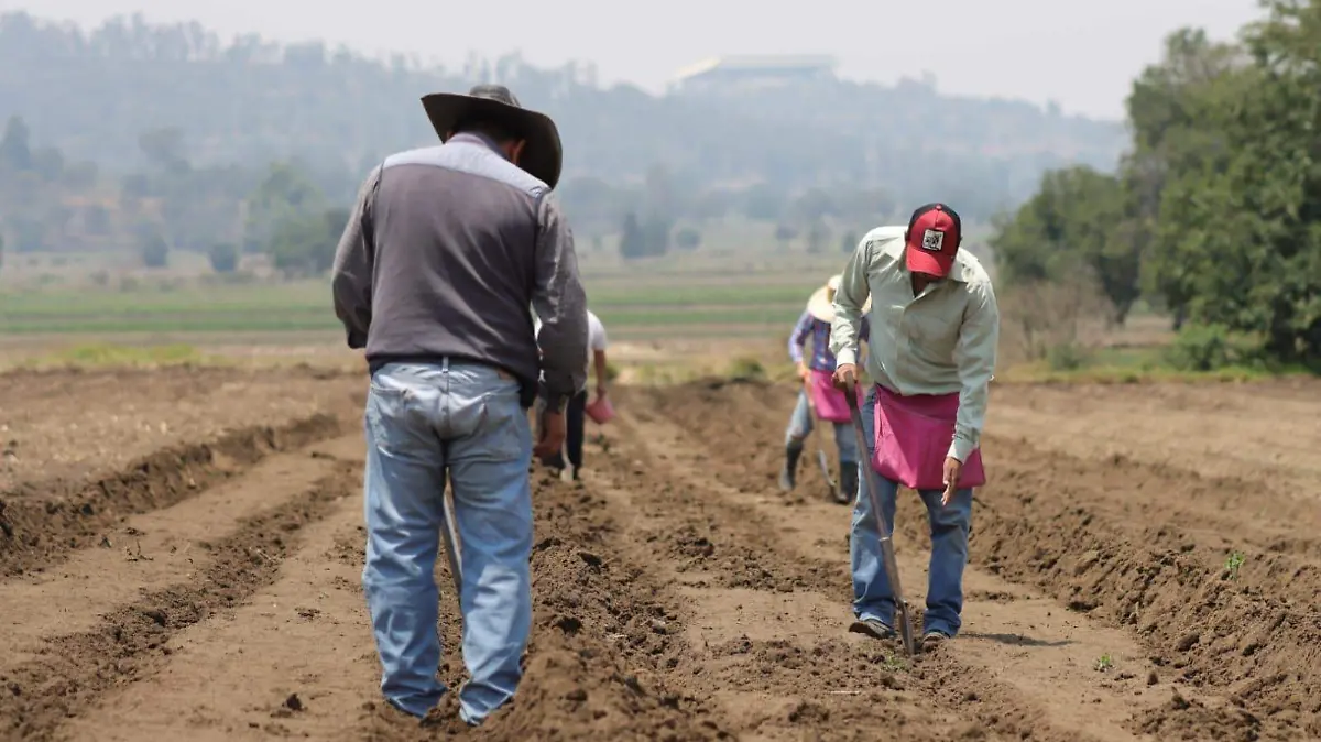 cultivos 2