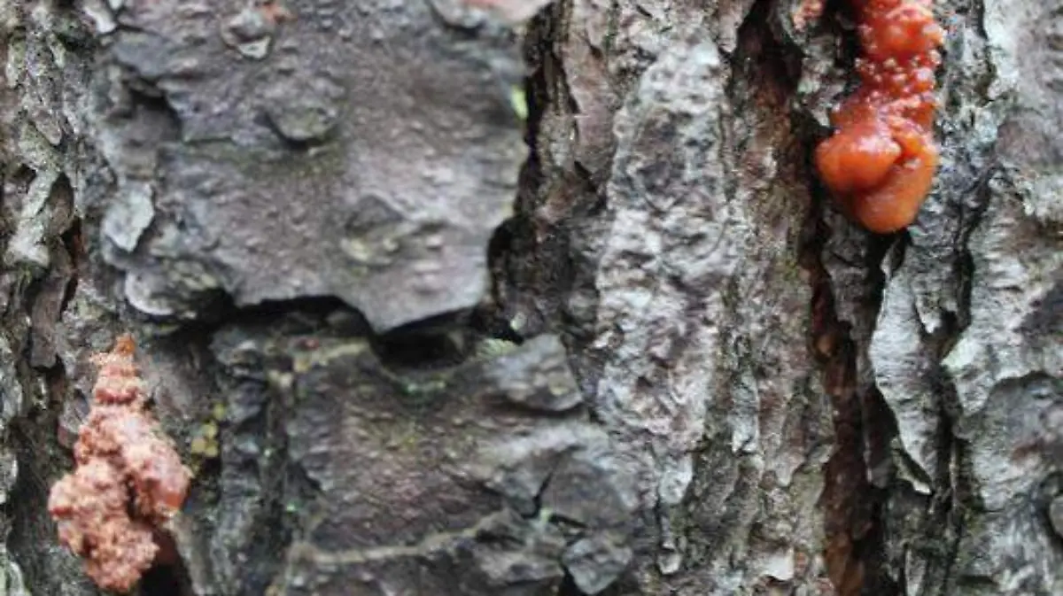 Gusano descortezador