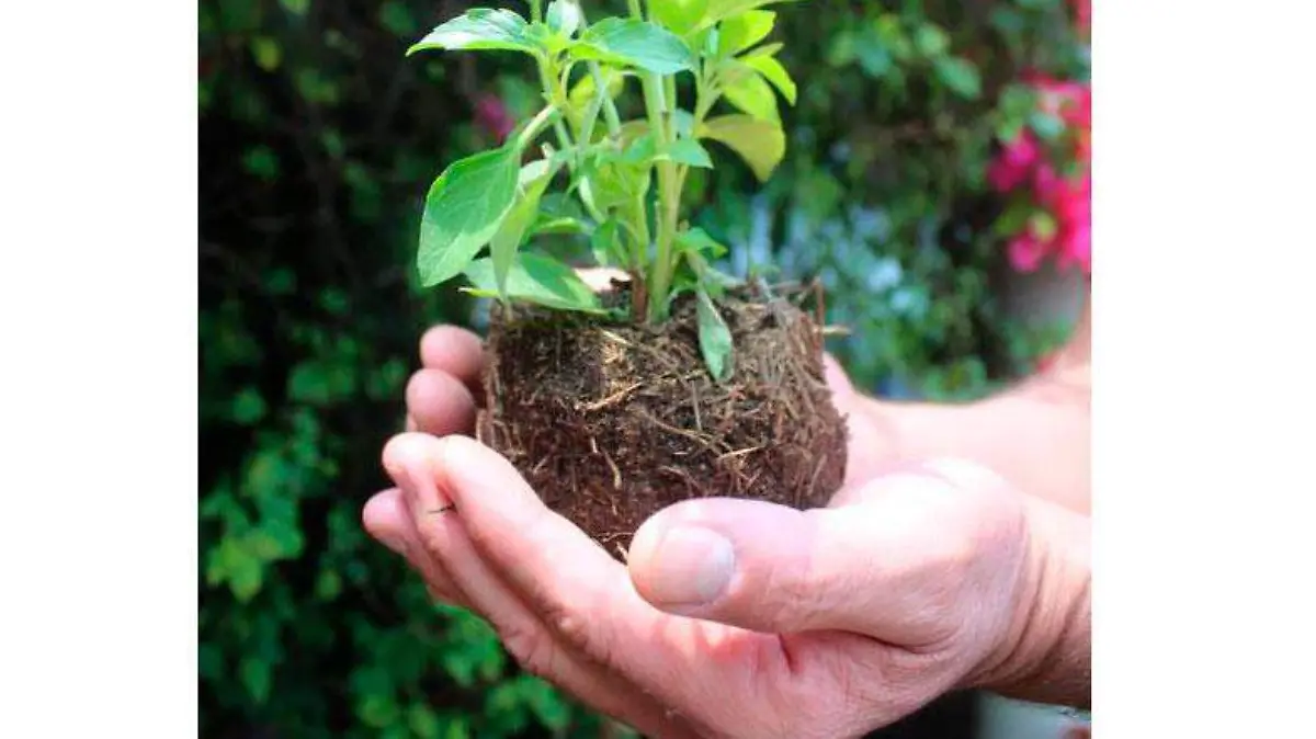 ARBOL