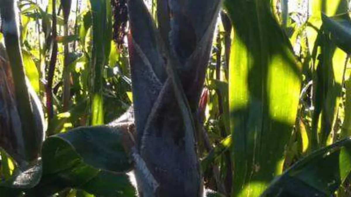 Plantíos de maíz